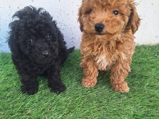 Caniche Toy perros en Murcia - Anuncio 32