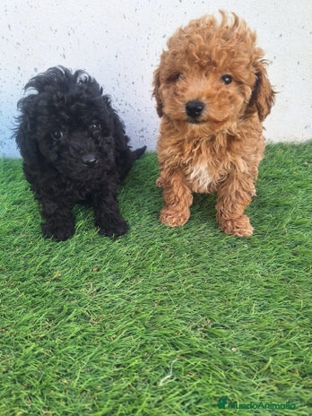 Caniche Toy perros en Murcia - Anuncio 1