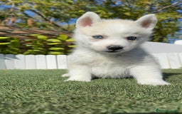 Husky Siberiano perros en venta: HUSKY SIBERIANO - Anuncio 11