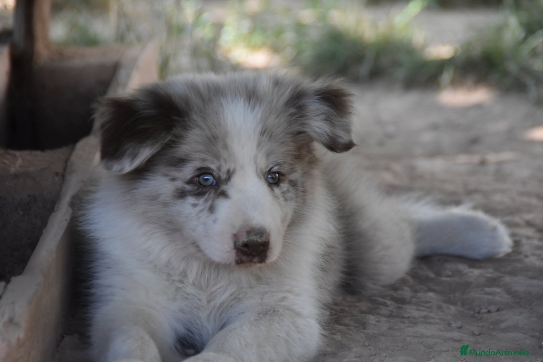 Border Collie perros en venta: cachorro rojo mirlo de Border Collie - Imagen 2