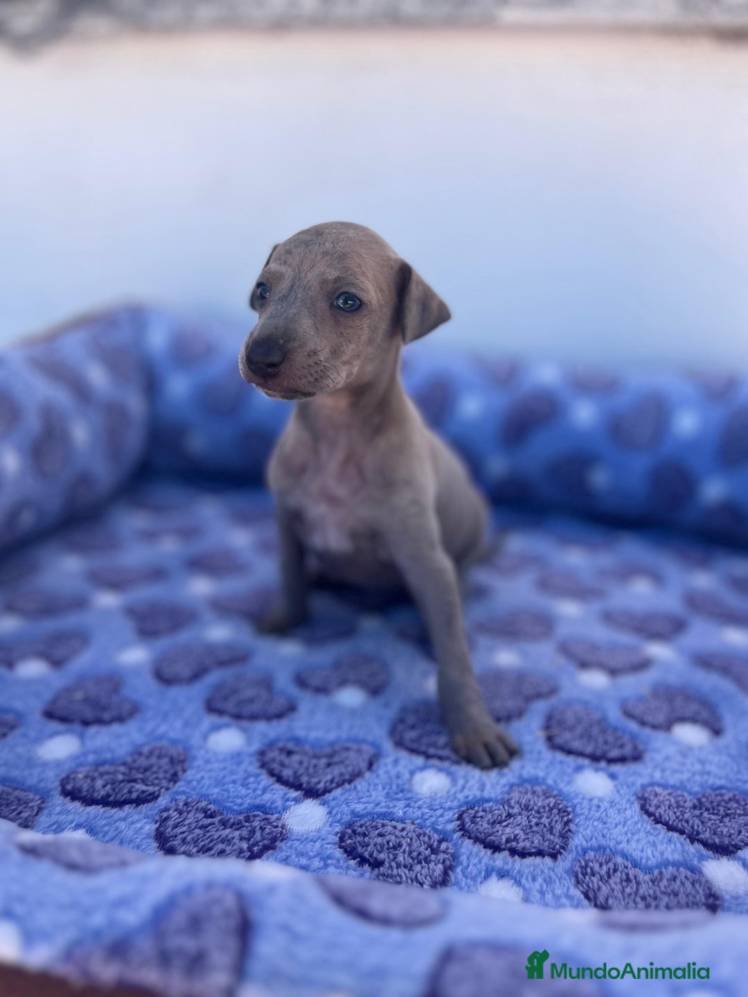 Whippet perros en venta: Whippet blue  - Imagen 27