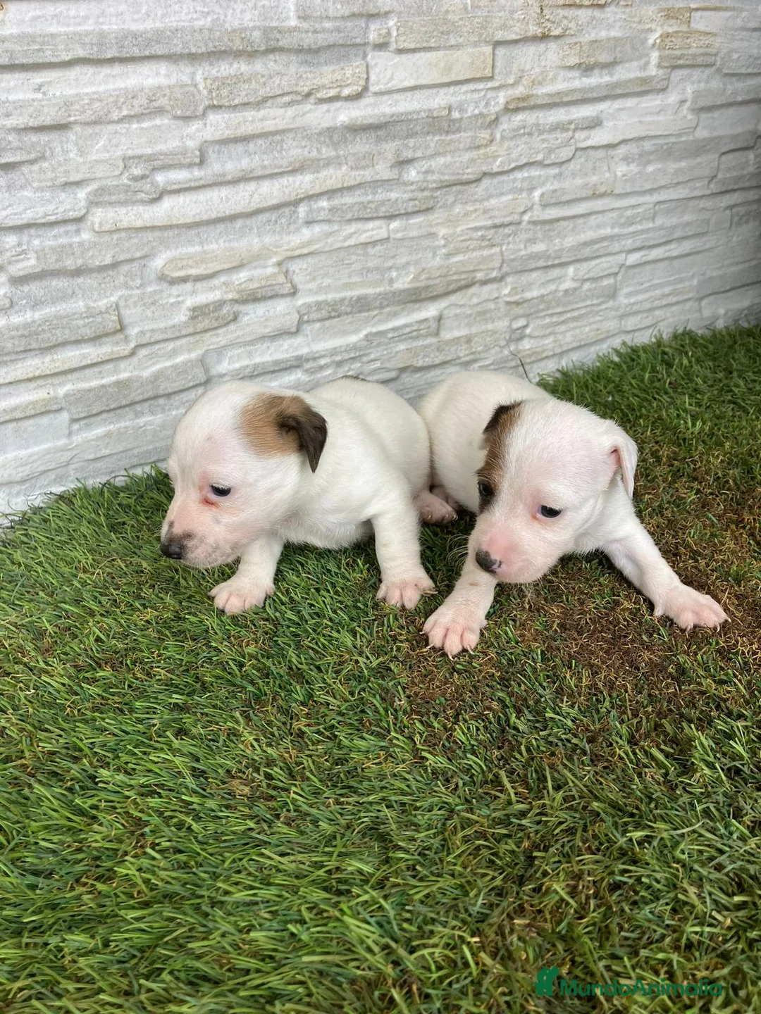 Jack Russell Terrier perros en venta: Jack Russell  - Anuncio 5