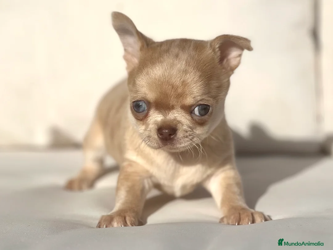 Chihuahua perros en venta: CHIHUAHUA MERLE DORADO LÍNEA RUSA CABEZA DE MANZAN - Anuncio 2