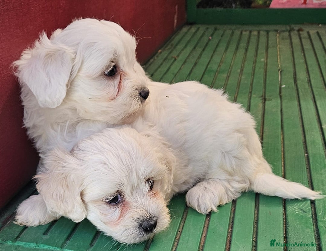 Bichón Maltés perros en venta: Cachorros  bichon maltés  - Imagen 1