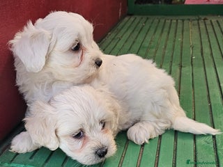 Bichón Maltés perros - Anuncio 6