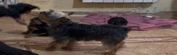 Yorkshire Terrier perros en venta: Yorkshire Toy  - Anuncio 6