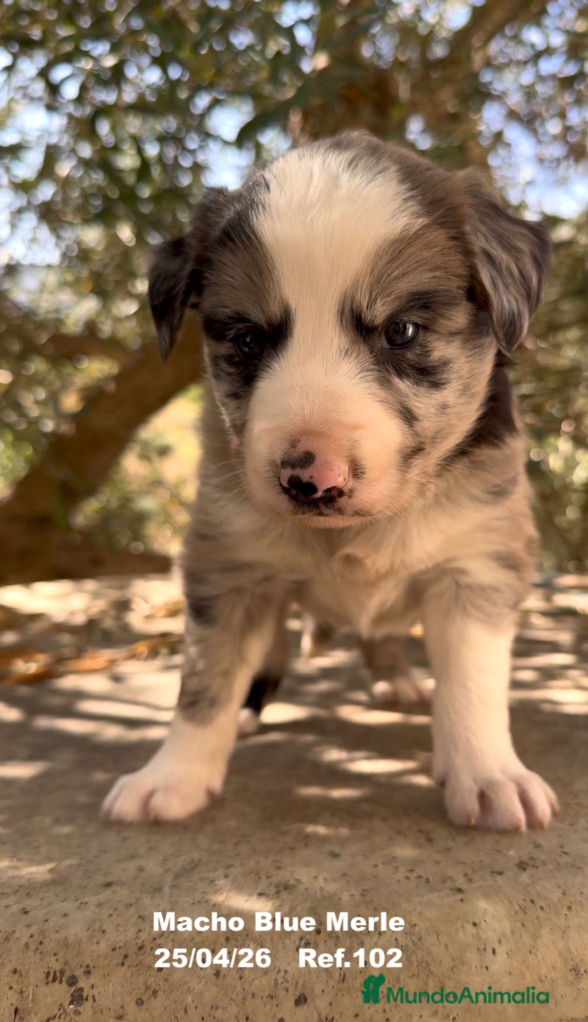 Border Collie perros BORDER COLLIE DE VILLA BIZNAGA - Anuncio 1