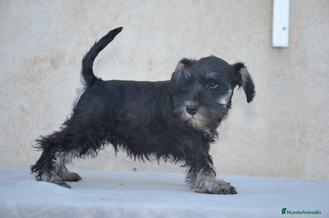 Schnauzer Miniatura perros en venta: Schnauzer miniatura  - Imagen 3