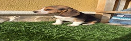 Beagle perros en venta: Preciosos cachorros de Beagle  - Anuncio 29