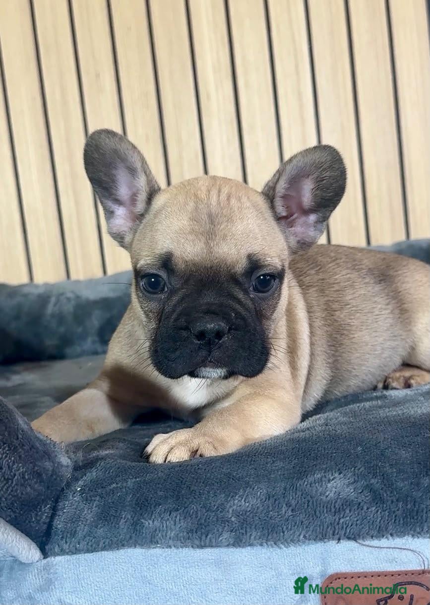 Bulldog Francés perros Bulldog francés marron - Anuncio 1