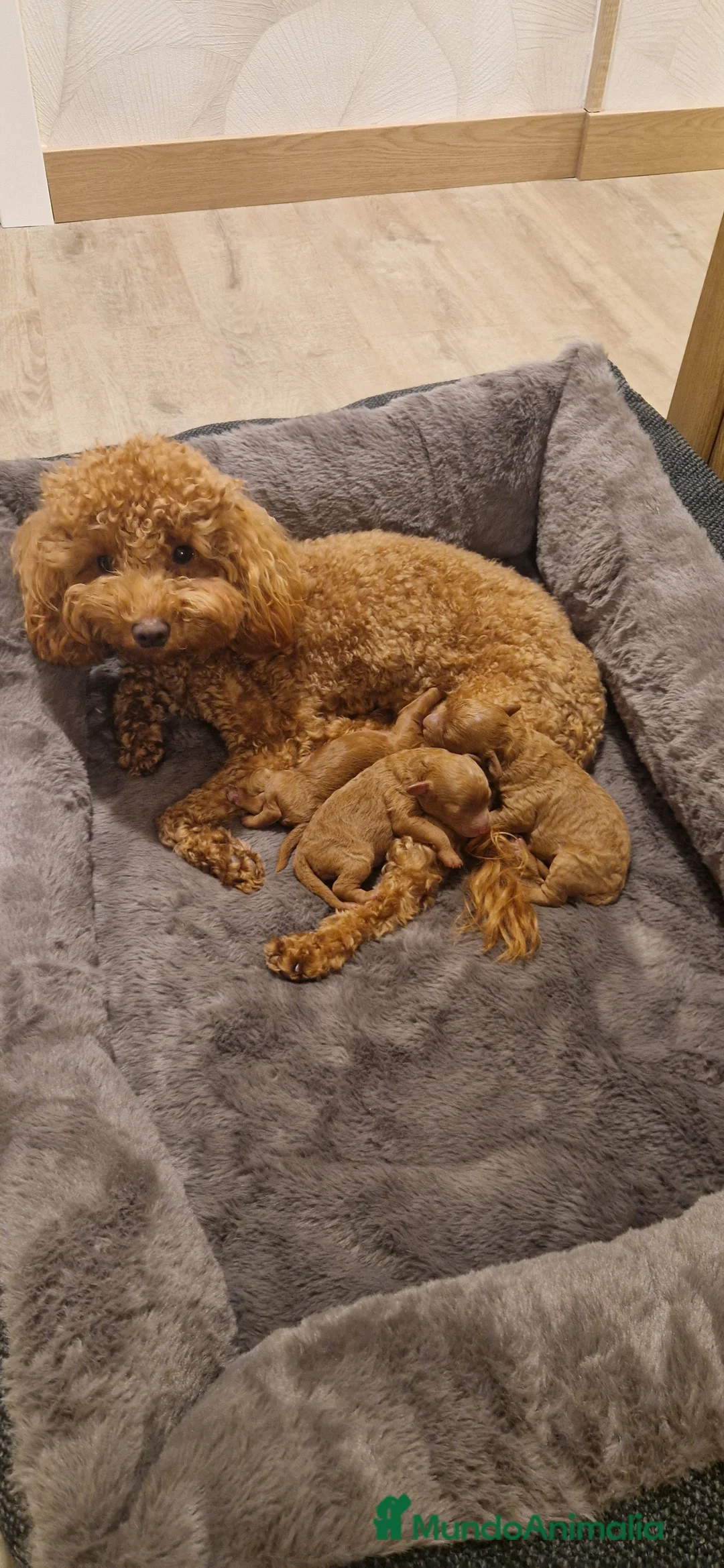 Caniche Toy perros en venta: Caniche toy rojo. - Anuncio 6