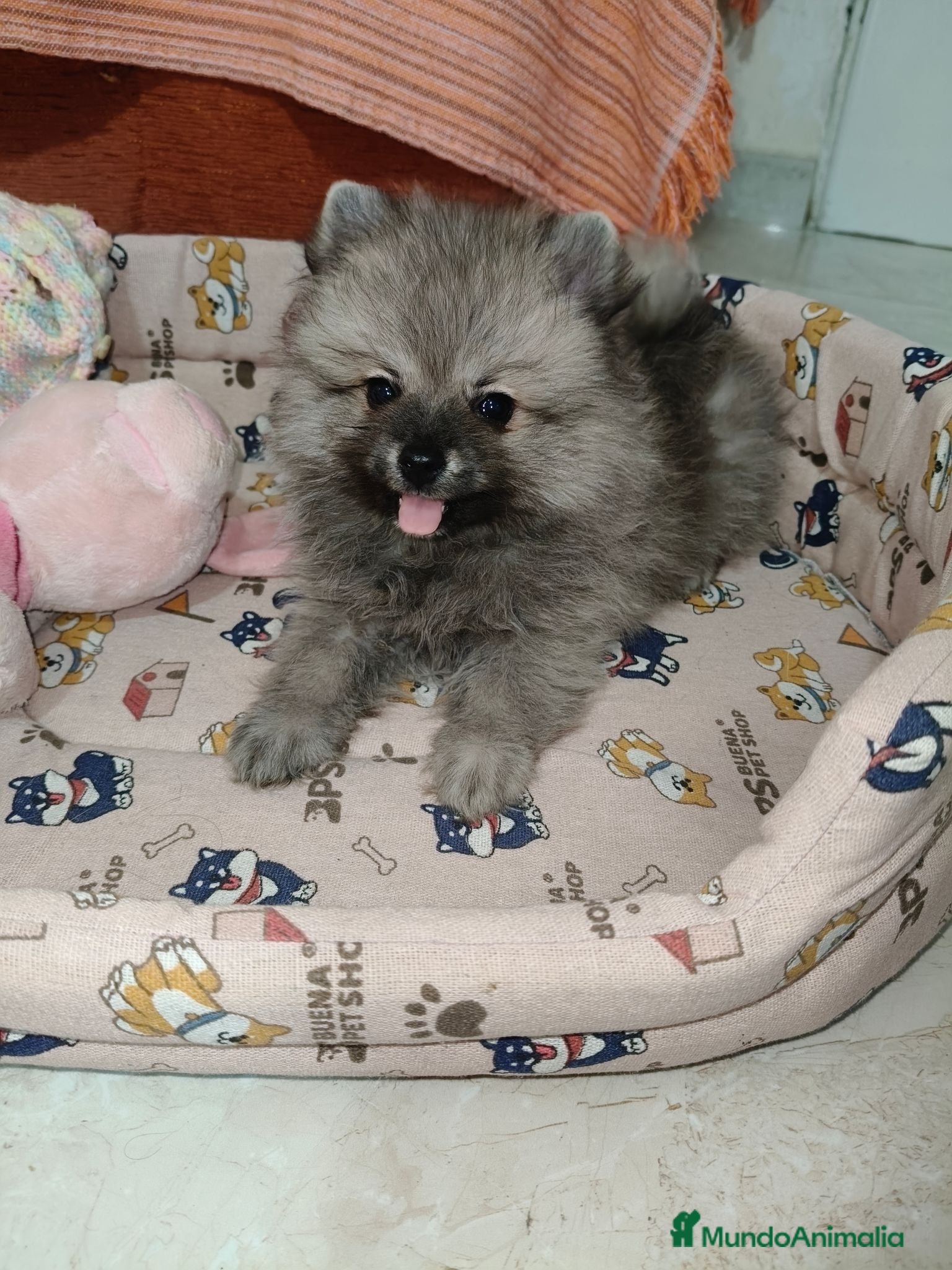 Pomerania perros Pomerania Toy - Anuncio 2