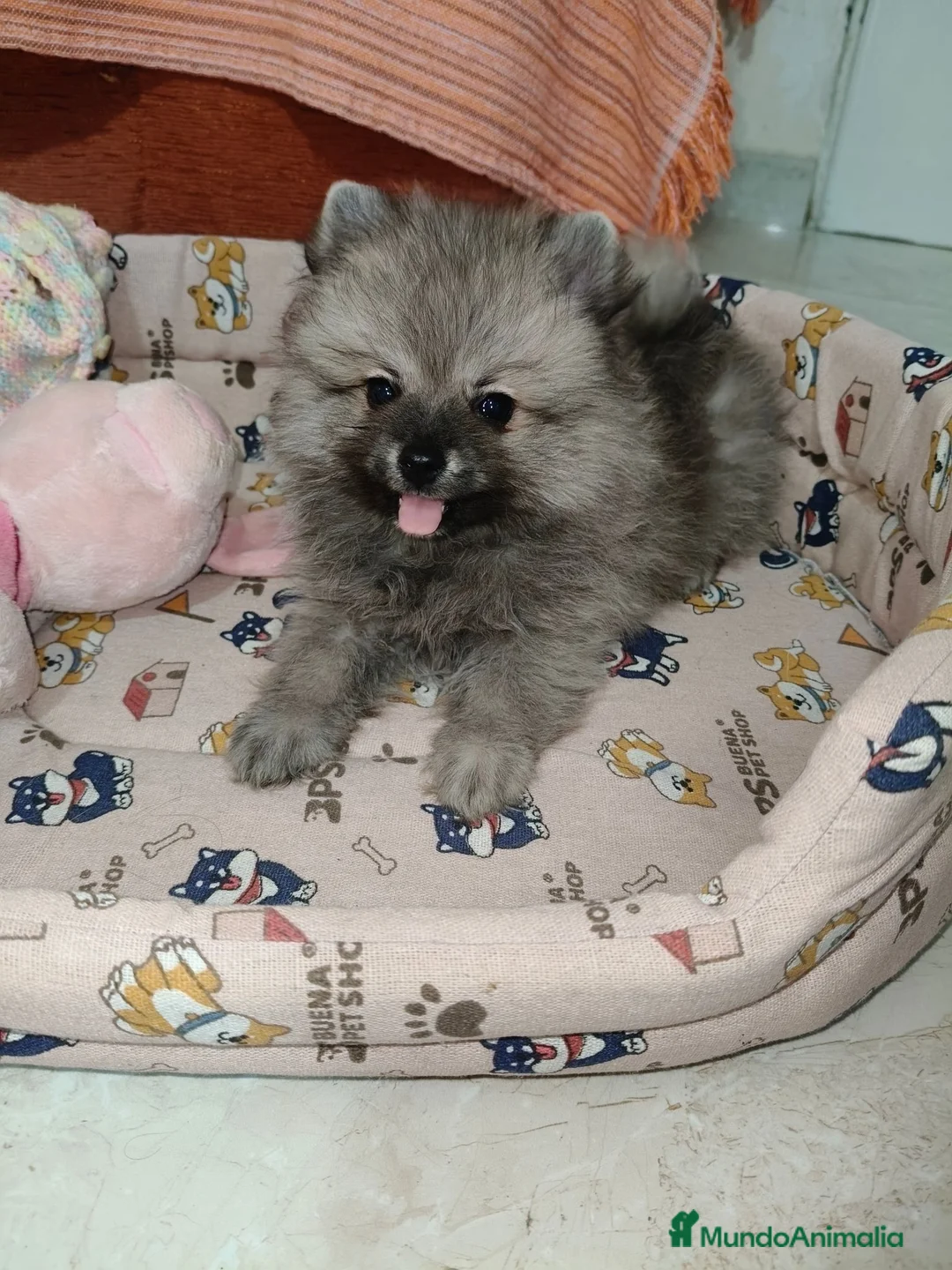 Pomerania perros en venta: Pomerania Toy - Anuncio 1