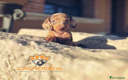 Teckel perros en venta: Teckel Arlequin chocolate - Imagen 2