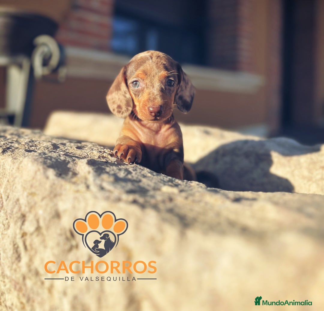Teckel perros en venta: Teckel Arlequin chocolate - Imagen 2