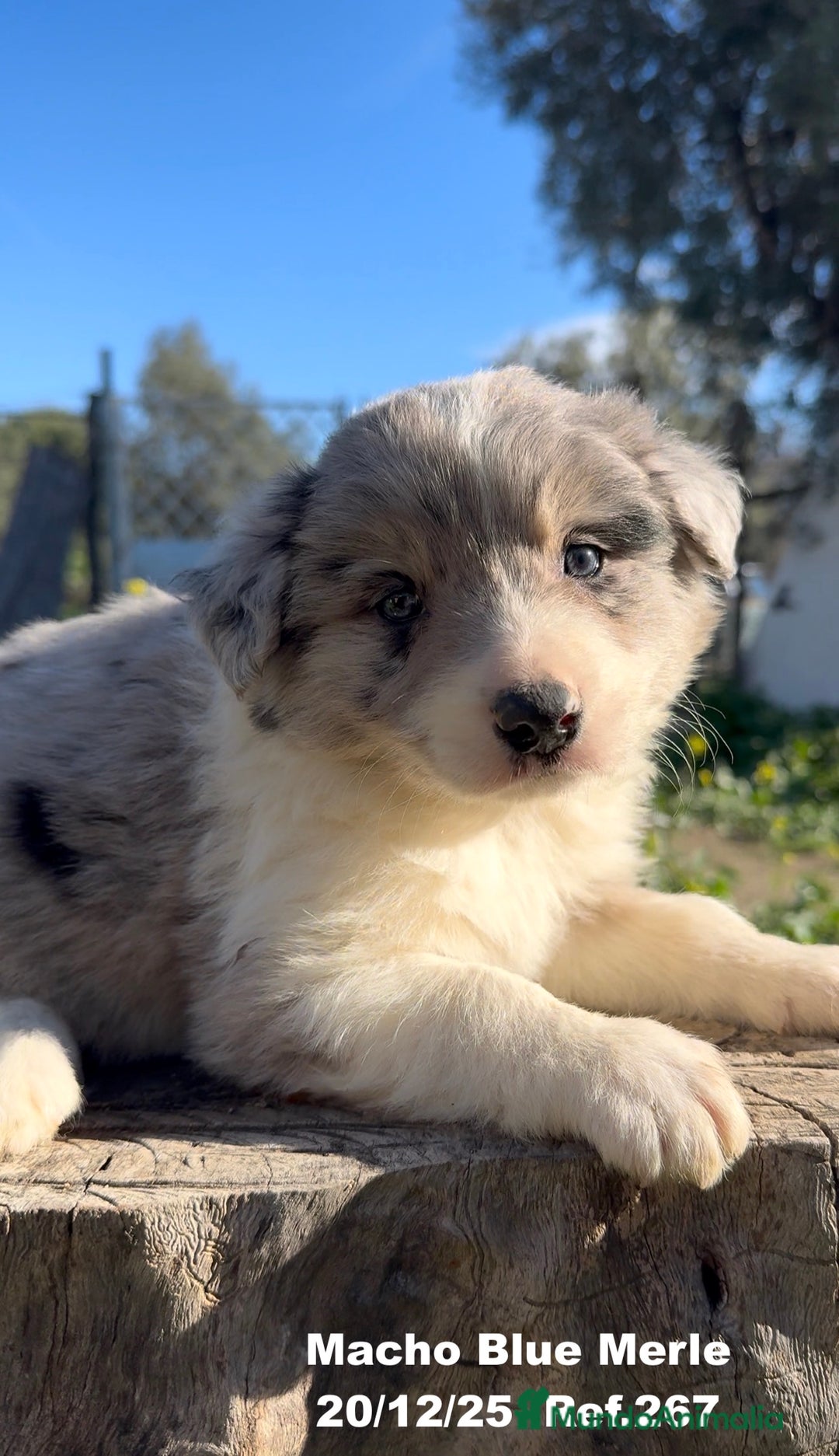 Border Collie perros en venta: BORDER COLLIE DE VILLA BIZNAGA - Anuncio 38