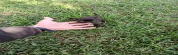 Chihuahua perros en venta: PRECIOSOS CHIHUAHUA RUSO Y ASIÁTICO  RUSO - Anuncio 11