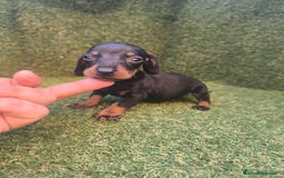 Teckel perros en venta: camada teckel canichen varios colores  - Imagen 12