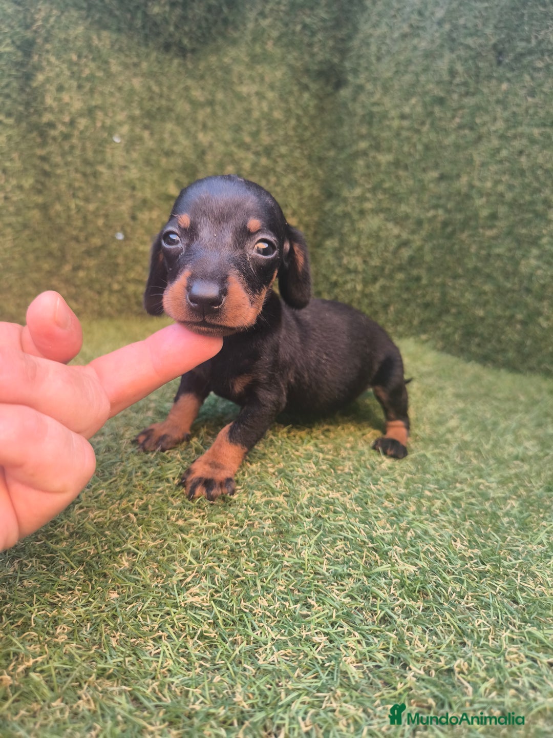 Teckel perros en venta: camada teckel canichen varios colores  - Imagen 12