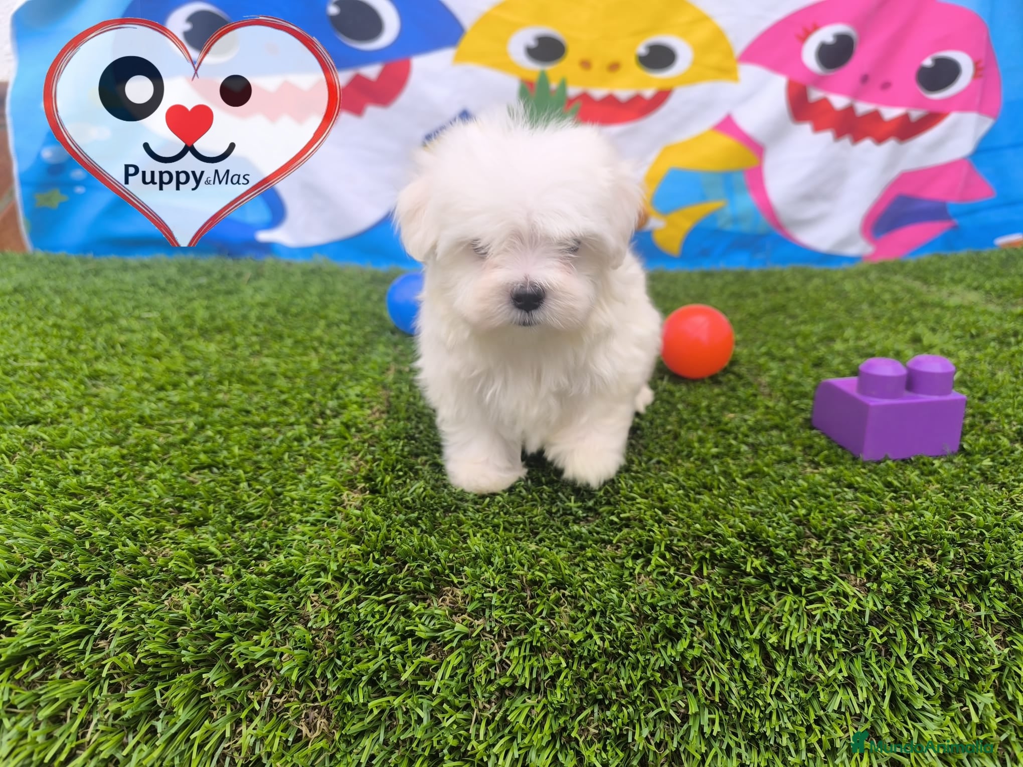 Bichón Maltés perros Bichón maltes  - Anuncio 1