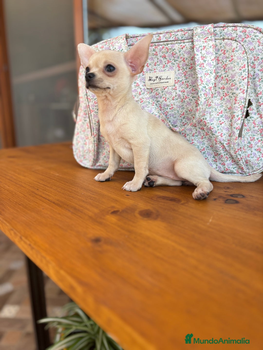 Chihuahua perros en venta: Chihuahua Hembra lista para entregar  - Anuncio 5