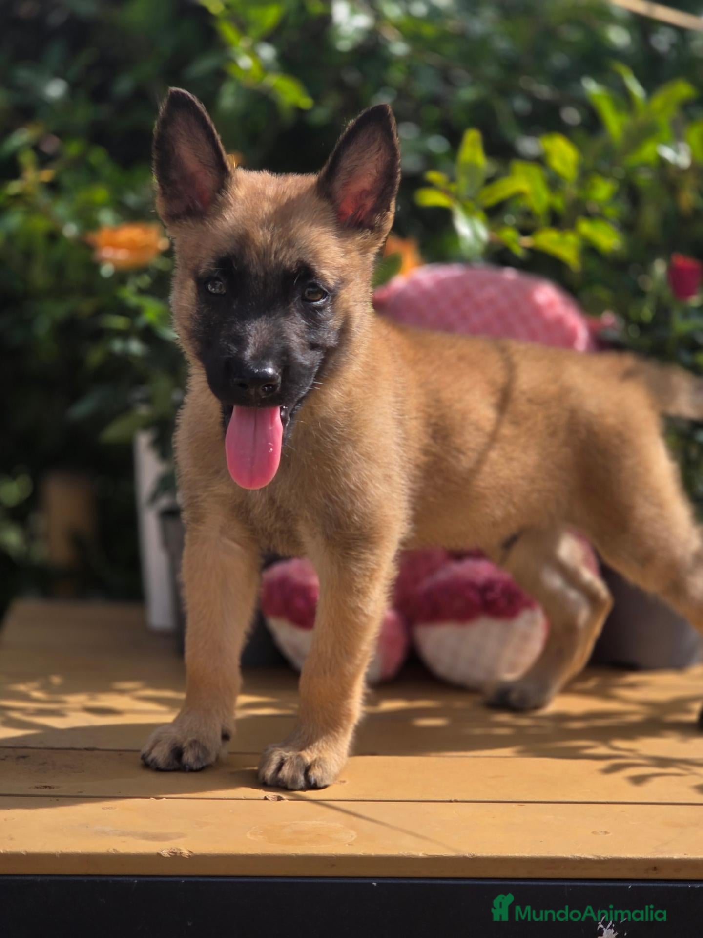 Pastor Belga Malinois perros Pastor belga malinois - Anuncio 1
