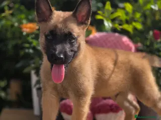 Pastor Belga Malinois perros Pastor belga malinois - Anuncio 1