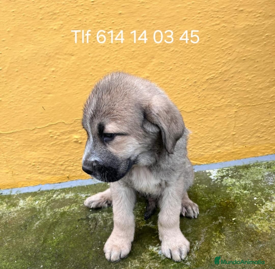 Mastín Español perros Mastín español - Anuncio 2