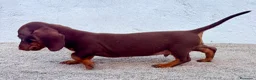 Teckel Miniatura perros en venta: Teckel chocolate kaninchen  - Anuncio 17