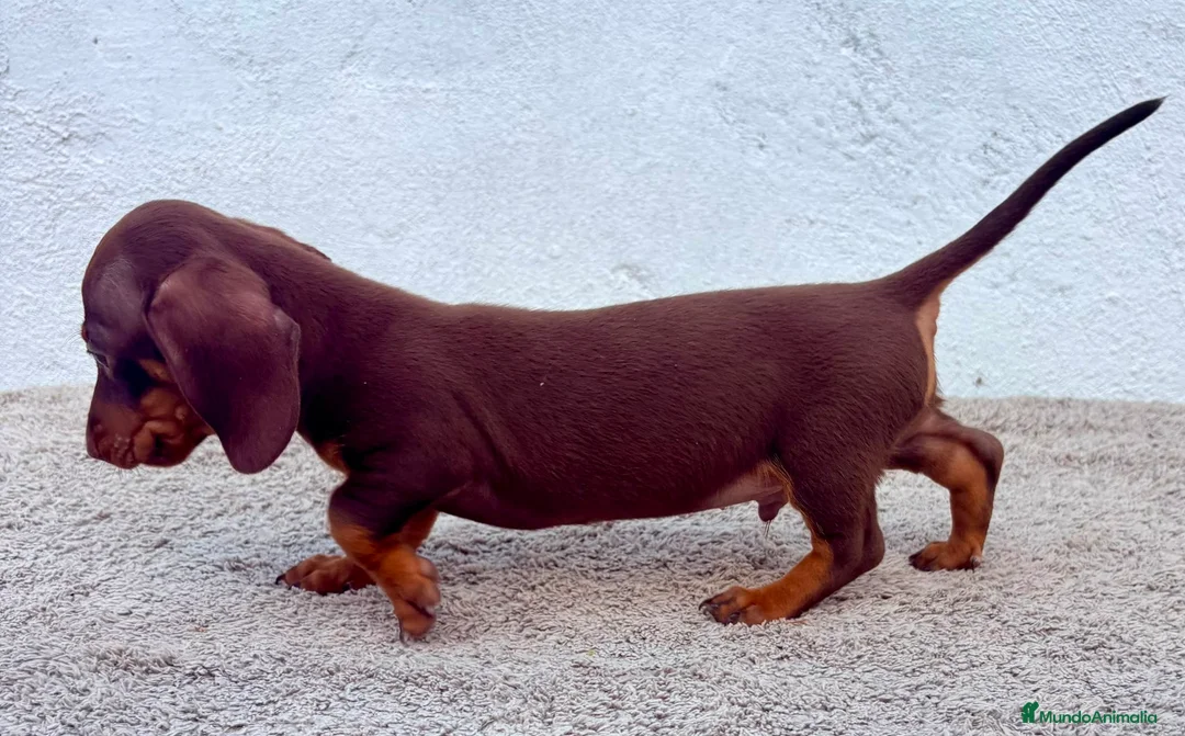 Teckel Miniatura perros en venta: Teckel chocolate kaninchen  - Anuncio 17