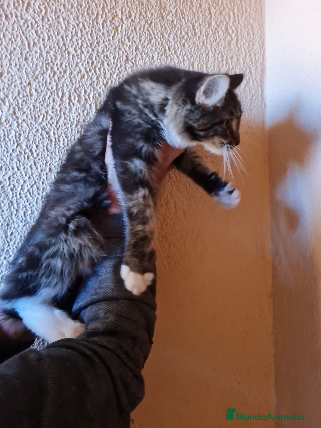 Maine Coon gatos en venta: Maine coom - Imagen 10