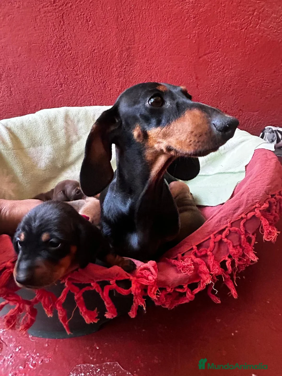 Teckel Miniatura perros en venta: Teckel mini Kaninchen Campeón del Mundo - Anuncio 5