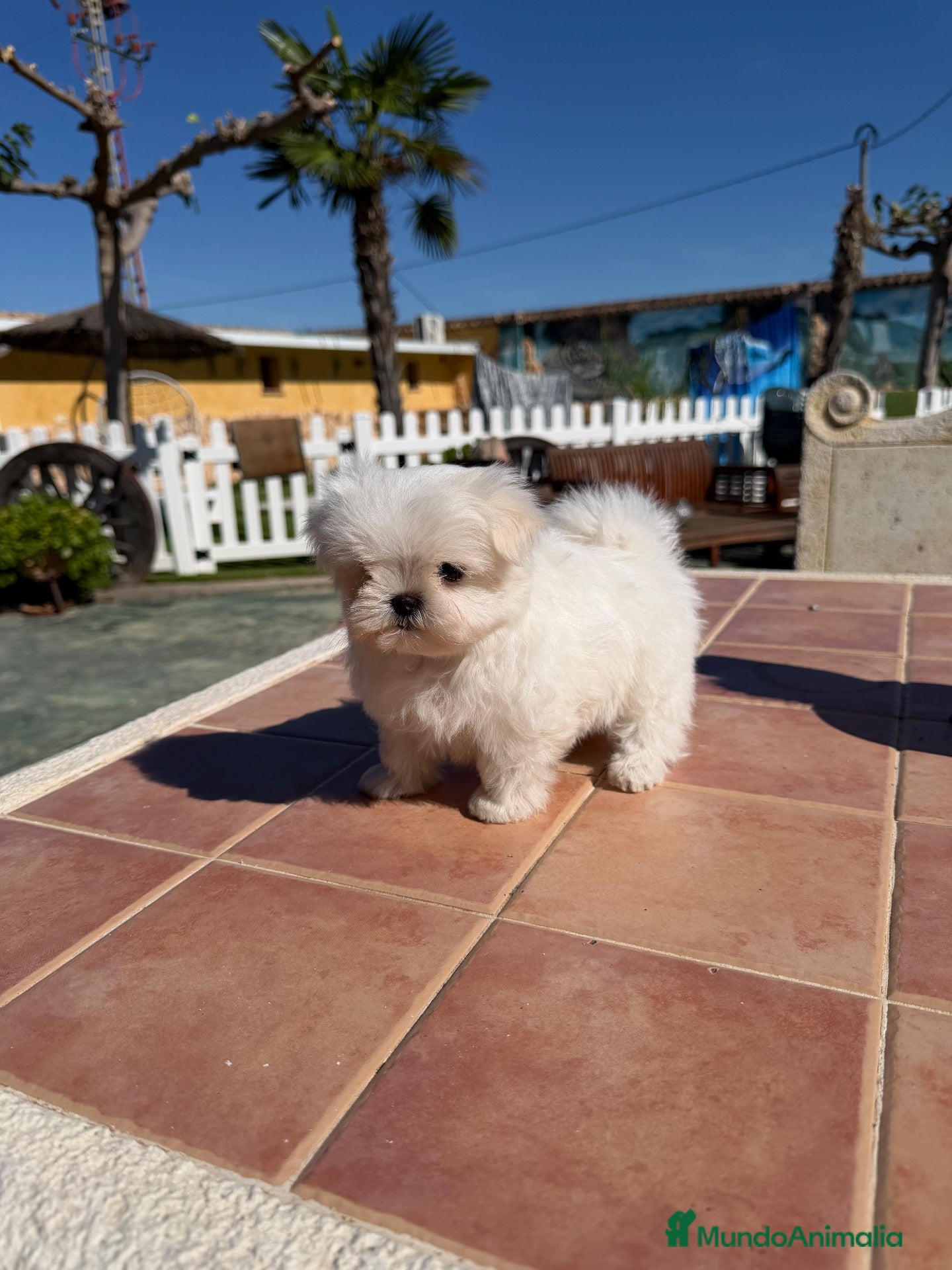 Bichón Maltés perros en venta: Excelentes bichon maltés coreano - Anuncio 2