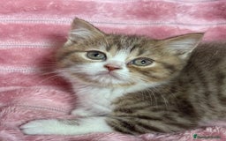 Británico de Pelo Corto gatos en venta: Precioso machito bicolor chocolate  - Imagen 4