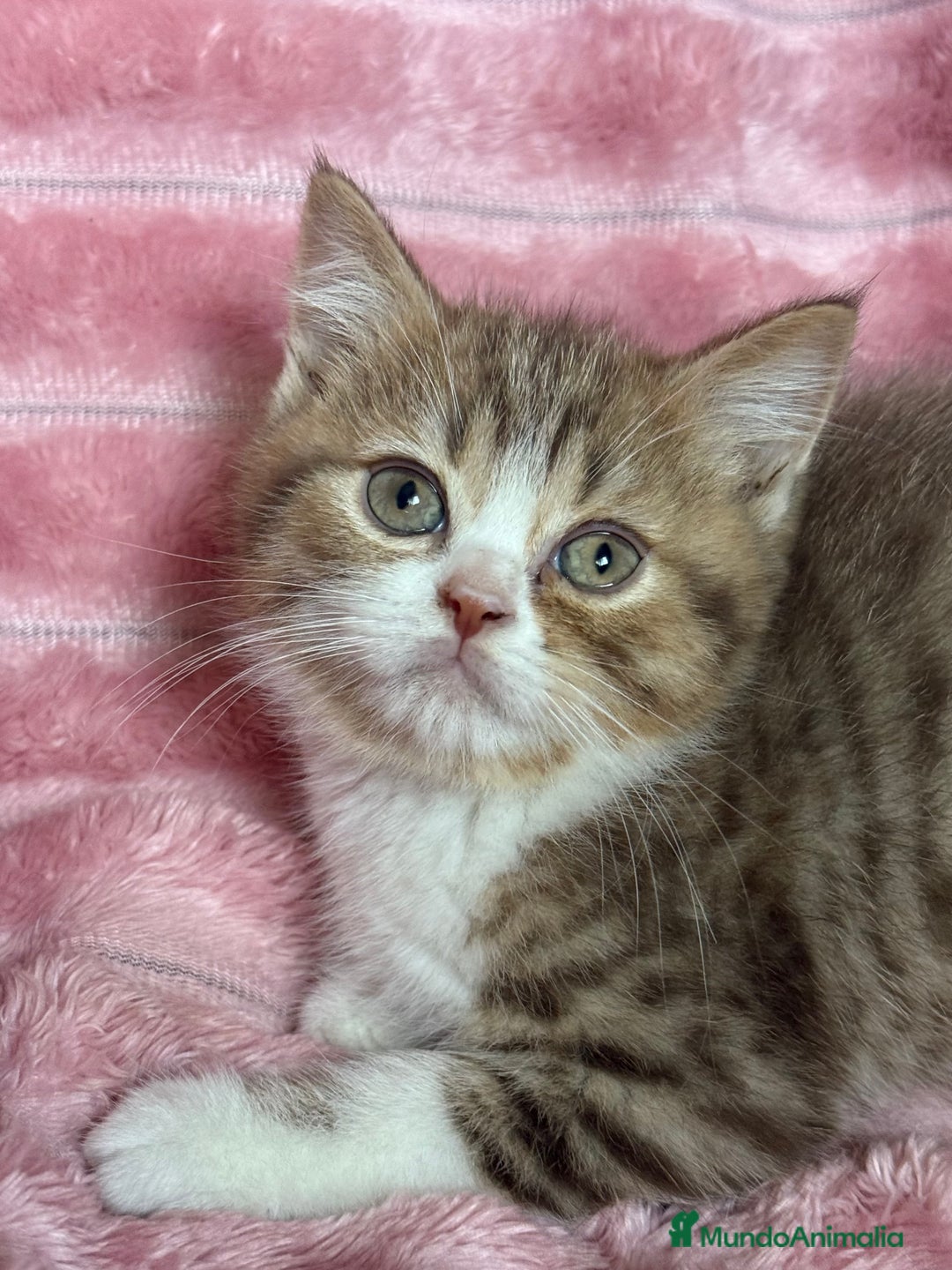 Británico de Pelo Corto gatos en venta: Precioso machito bicolor chocolate  - Imagen 4