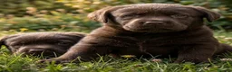 Labrador Retriever perros en venta: labrador chocolate  - Anuncio 8