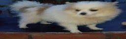 Pomerania perros en venta: Pomerania  - Anuncio 3