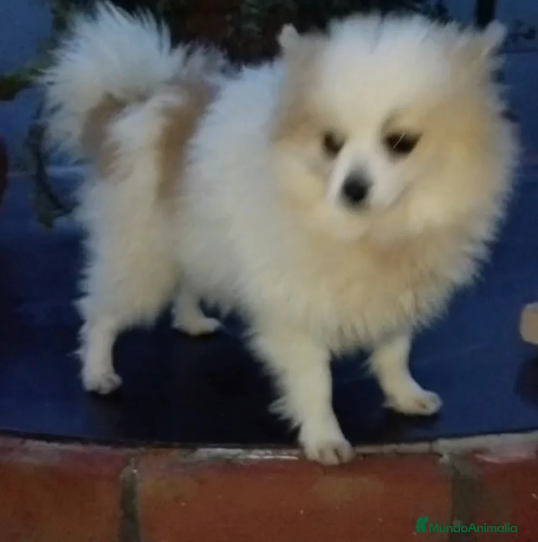 Pomerania perros en venta: Pomerania  - Anuncio 3