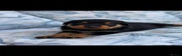 Rottweiler perros en venta: Hembra Rottweiler disponible - Anuncio 5