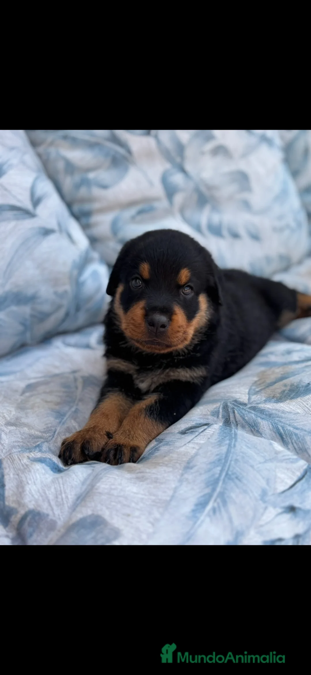 Rottweiler perros en venta: Hembra Rottweiler disponible - Anuncio 5