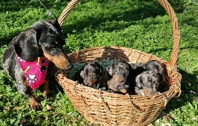 Teckel Miniatura perros Teckel miniatura, dachshund - Anuncio 18