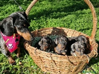 Teckel Miniatura perros Teckel miniatura, dachshund - Anuncio 1