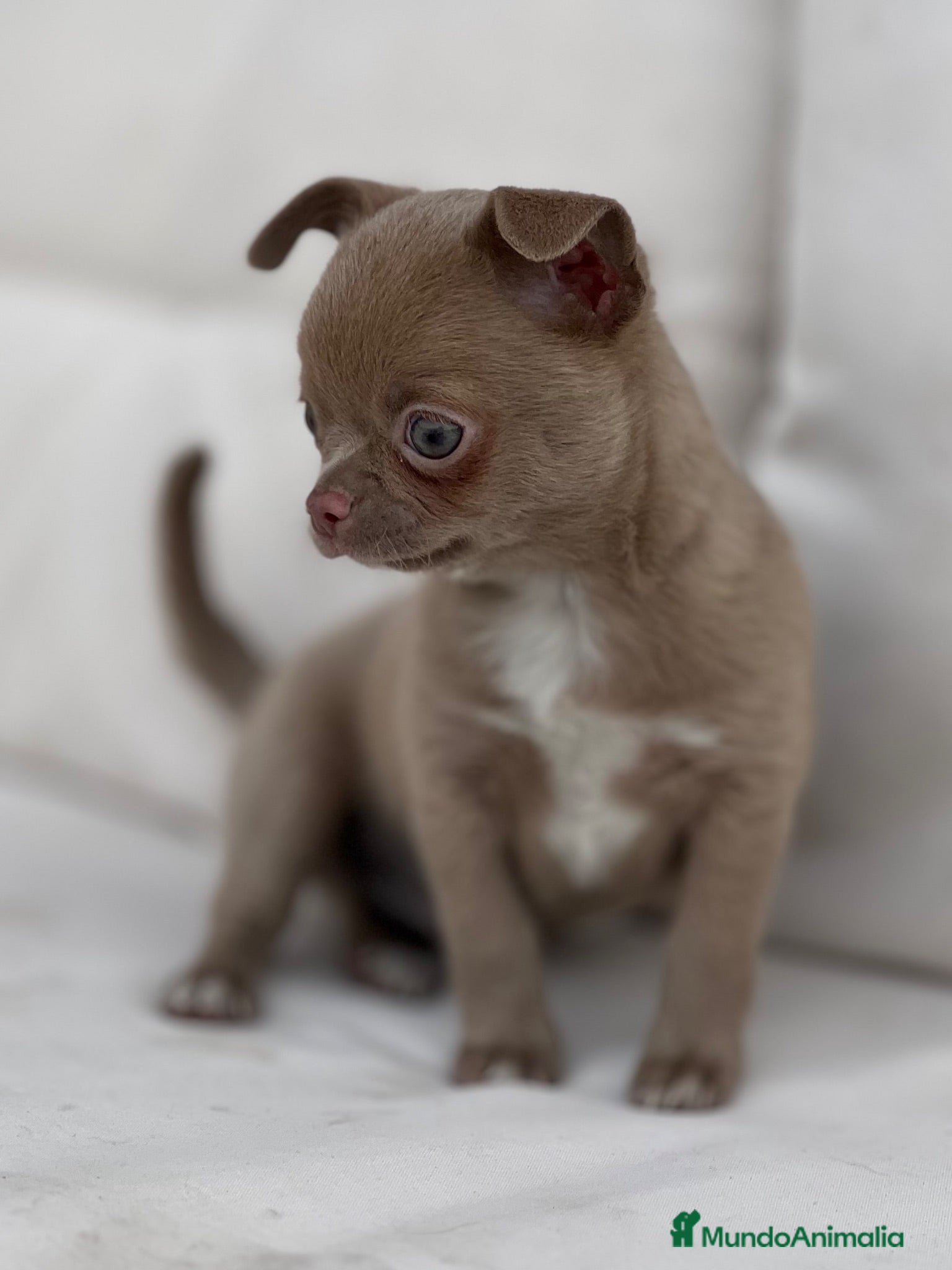 Chihuahua perros ESPECTACULAR CHIHUAHUA LÍNEA RUSA LILAC - Anuncio 1