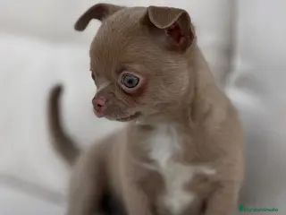 Chihuahua perros ESPECTACULAR CHIHUAHUA LÍNEA RUSA LILAC - Anuncio 1
