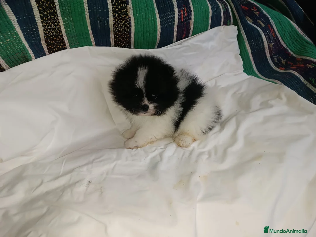 Pomerania perros en venta: MACHITO PRECIOSO POMERANIA - Anuncio 2