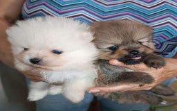 Pomerania perros en venta: POMERANIAS CHIQUITINES DESDE 800 €  - Imagen 3