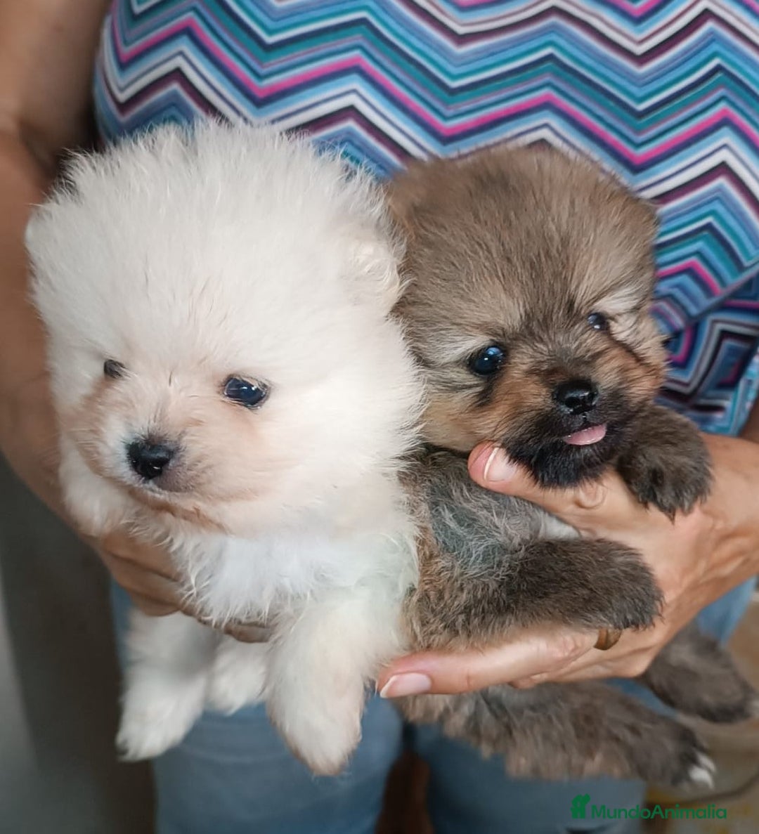 Pomerania perros en venta: POMERANIAS CHIQUITINES DESDE 800 €  - Imagen 3