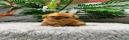 Caniche Toy perros en venta: CANICHE TOY - Anuncio 22