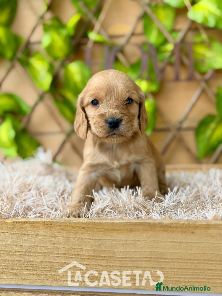 Cocker Spaniel Inglés perros Camada de Zaida  - Anuncio 2