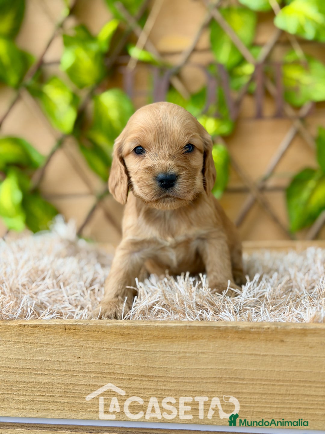 Cocker Spaniel Inglés perros en venta: Camada de Zaida  - Anuncio 2